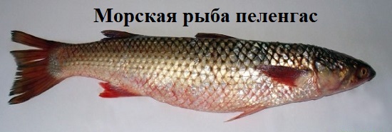 рыба пеленгас