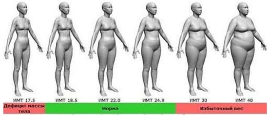 индекс массы тела