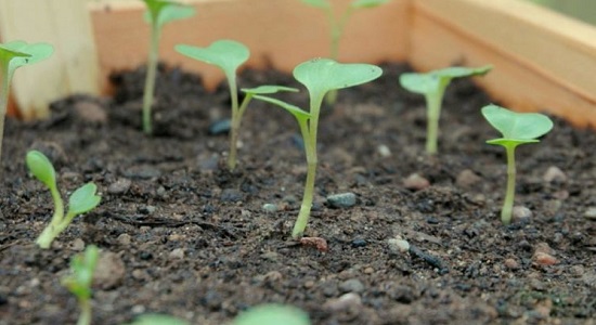 выращивание капусты