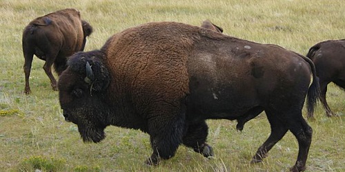 мясо буйвола