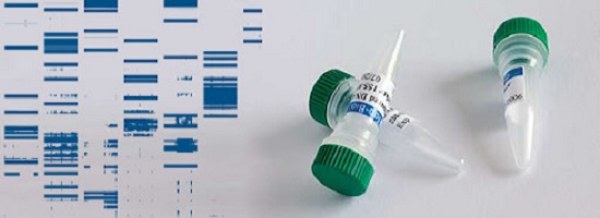 ДНК маркер