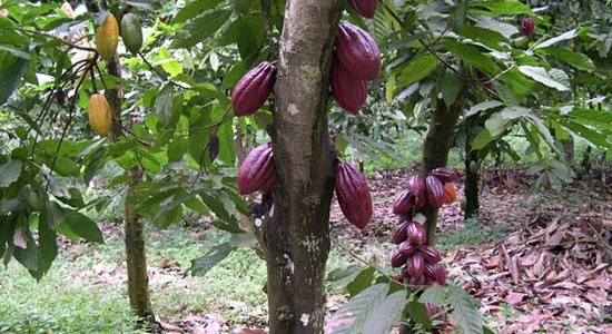 какао дерево