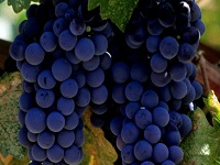 Полезные свойства винограда