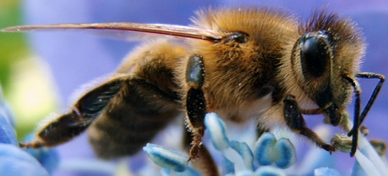 продукты пчеловодства и их использование